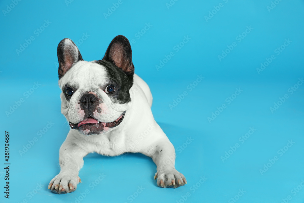 French bulldog on blue background. Space for text