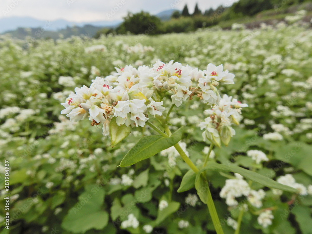 そばの花 そばの花