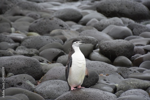 manchot à jugulaire sur l'ile penguin