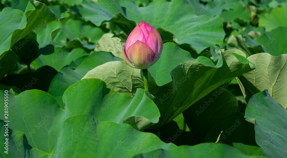 Summer Lotus Blossom