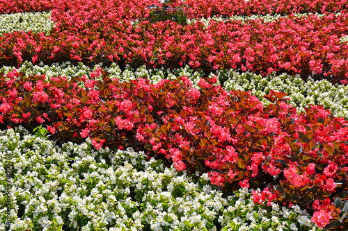 Red and white flowers in the city park