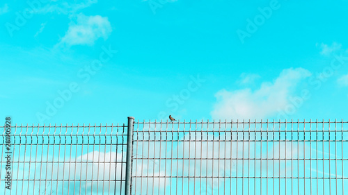 Bird on barbed wire fence, bird on blue sky