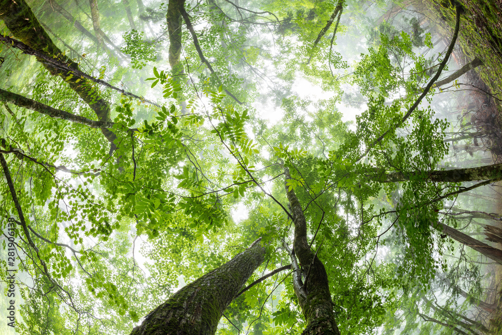 Naklejka premium 森の天頂