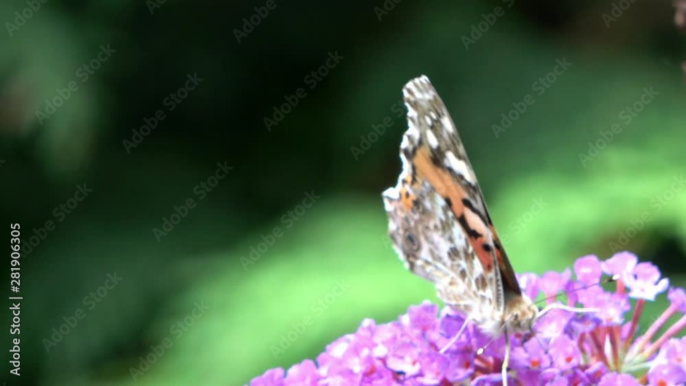 Monarch butterfly, Danaus plexippus, crawls over a flowering umbel of a violet butterfly bush, Buddleja davidii, and sucks the nectar from the small flowers with a long trunk. Monarch butterfly, Danaus plexippus, crawls over a flowering umbel of a violet butterfly bush, Buddleja davidii, and sucks the nectar from the small flowers with a long trunk.