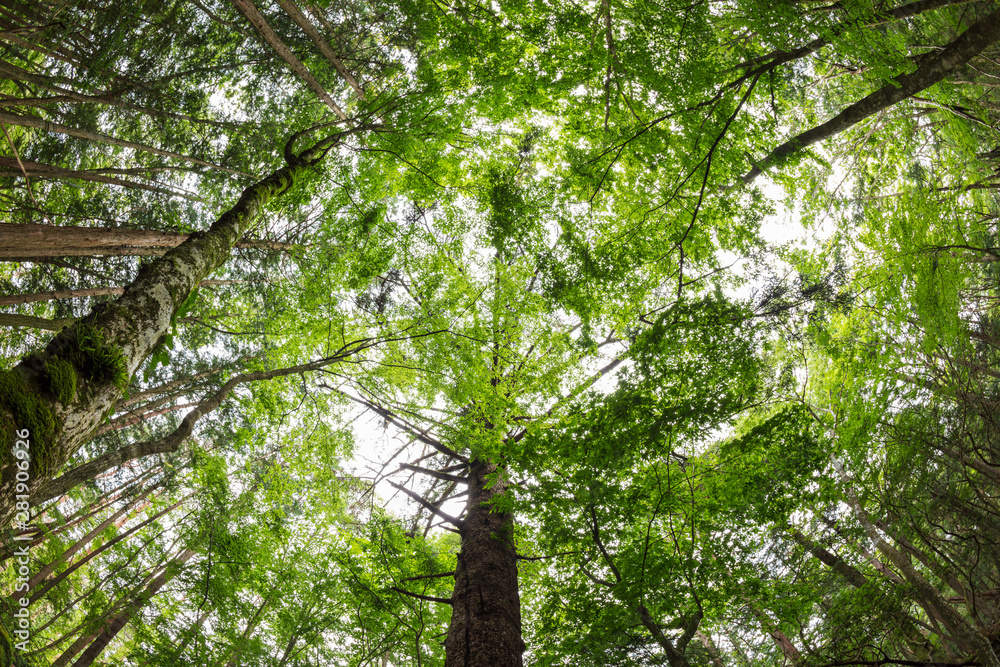 Obraz premium 森の天頂