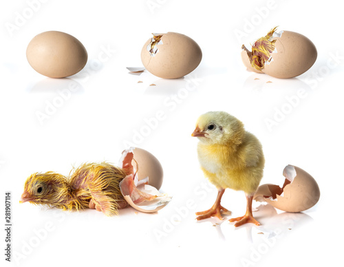 Newborn Yellow chicken hatching from egg on white background