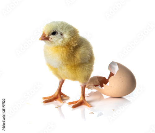 Canvas Print Newborn Yellow chicken hatching from egg on white background