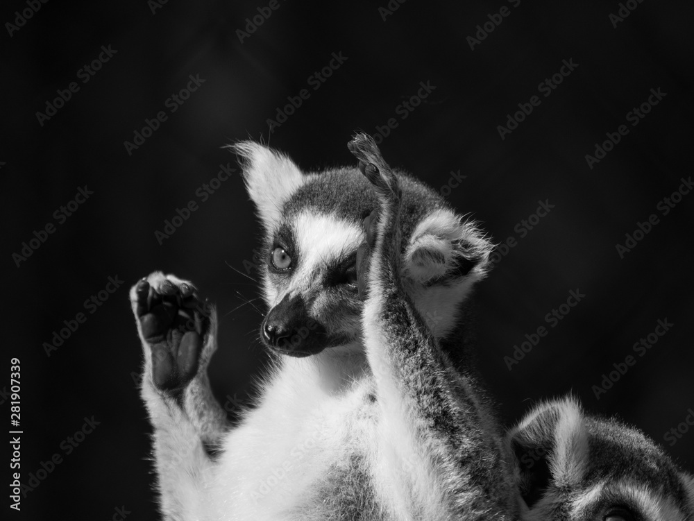 Fototapeta premium Maki Catta