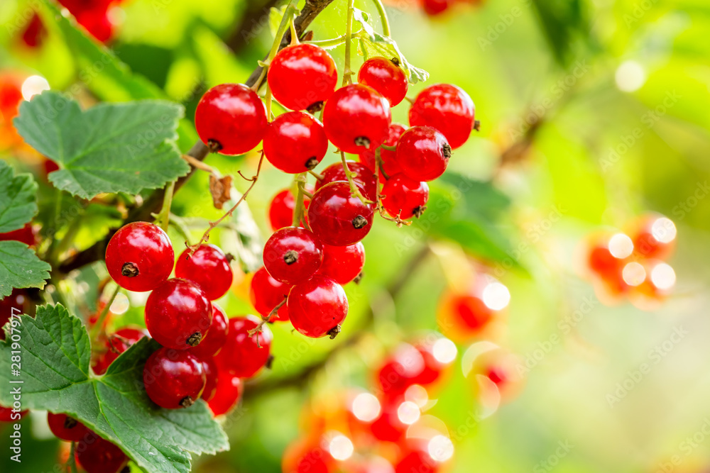 Redcurrant on bush in garden in summer sunny day