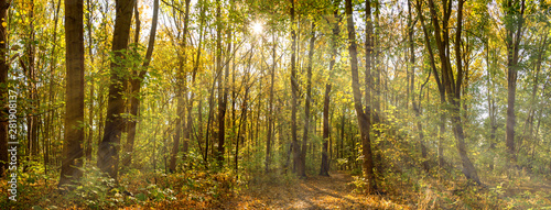 Panorama im Herbst von einem Wald im Sonnenschein