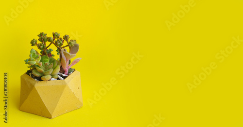 Fototapeta Naklejka Na Ścianę i Meble -  Minimalistic garden of succulents in a concrete pot. Yellow horizontal banner. Shop header with place for your text and design. Contrasting colors, a trend for blogging social network.