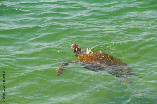 tortuga marina 