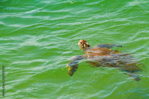 tortuga marina  © M6