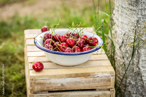 Freshly harvested sweet cherries in the white bowl