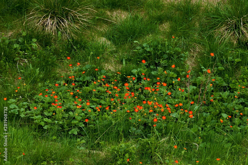 Avens (geum) flowers in Plana moumtain, Bulgaria