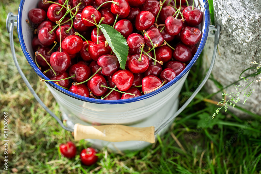 Top view of healthy sweet cherries in the white bucket Top view of healthy sweet cherries in the white bucket