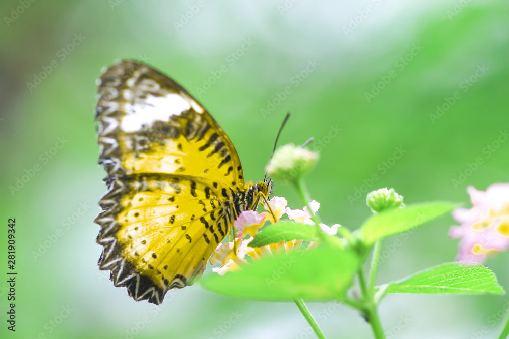 Single green butterfly on colorful lantana camara flower blooming in garden , natural background closeup macro Single green butterfly on colorful lantana camara flower blooming in garden , natural background closeup macro