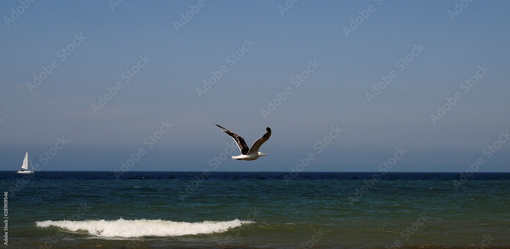 Fototapeta premium Möwen über der See