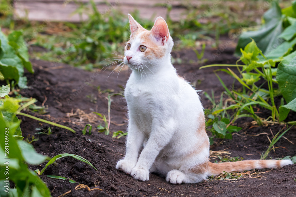 Kitten walking in the park in nature Kitten walking in the park in nature