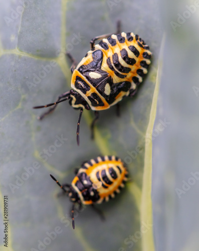 Small yellow beetles on a leaf in nature © schankz