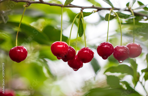 Ripe red cherry on the branches of a tree in nature