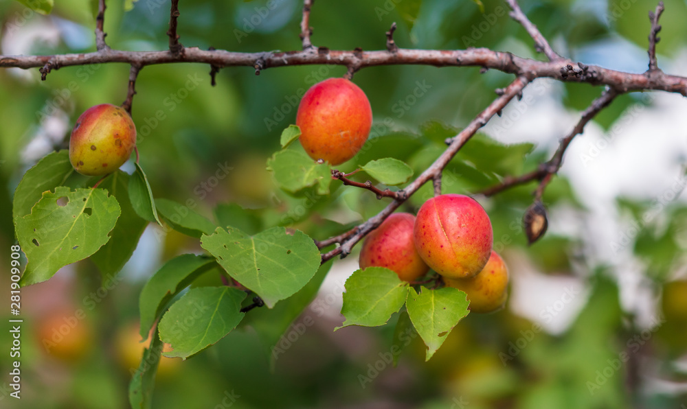 Ripe apricot on the branches of a tree Ripe apricot on the branches of a tree