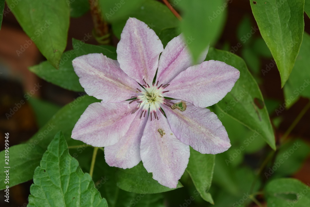 Bright purple flower outside