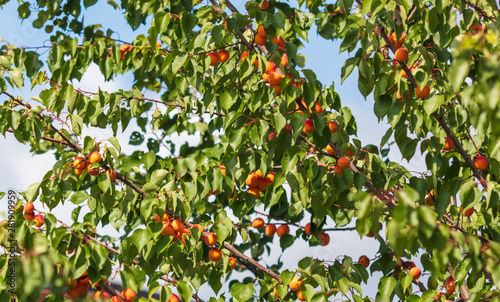 Ripe apricot on the branches of a tree