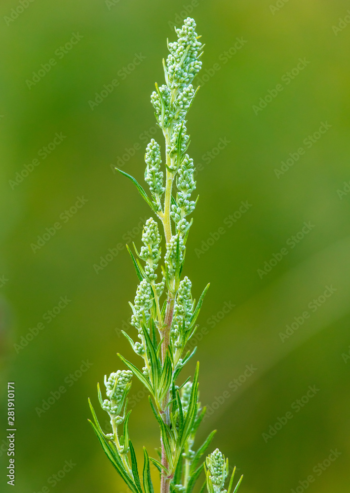 Sprig on a plant in nature in the steppe