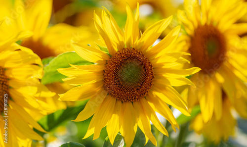 Sunflowers grow in the field