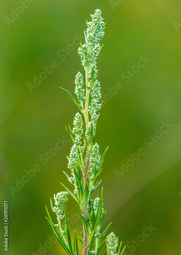 Sprig on a plant in nature in the steppe