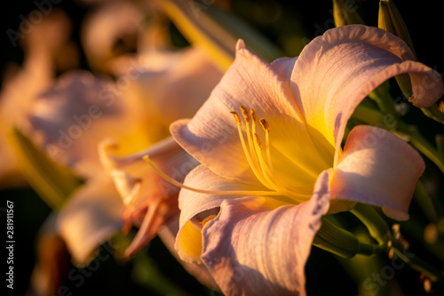 flower in golden hour