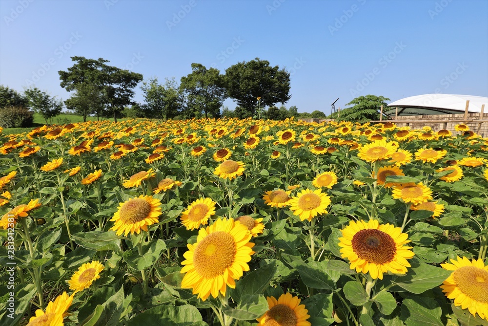 Fototapeta premium 馬見丘陵公園のひまわり畑
