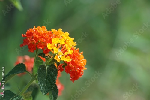 Lantana camara flower in nature garden