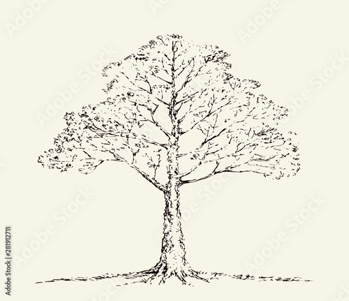 Vector Sketch. Old oak tree