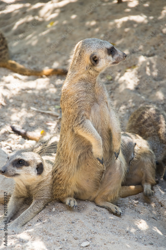 Fototapeta premium View of meerkats