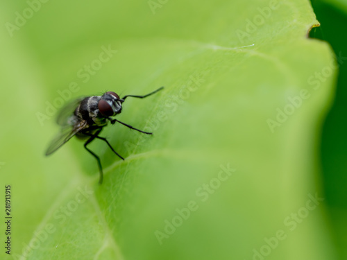fly on leaf © aekachai