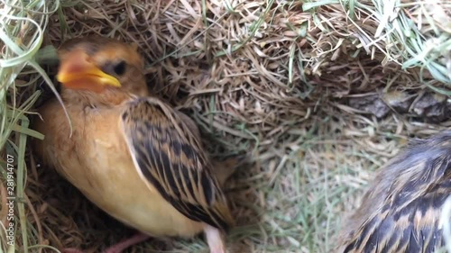 Brown bird's nest and Ploceus philippinus in the nest is made of small wood chips. photo