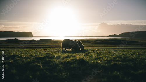 Sheeps eating grass during sunset time in a pasture field near the seashore in Iceland
