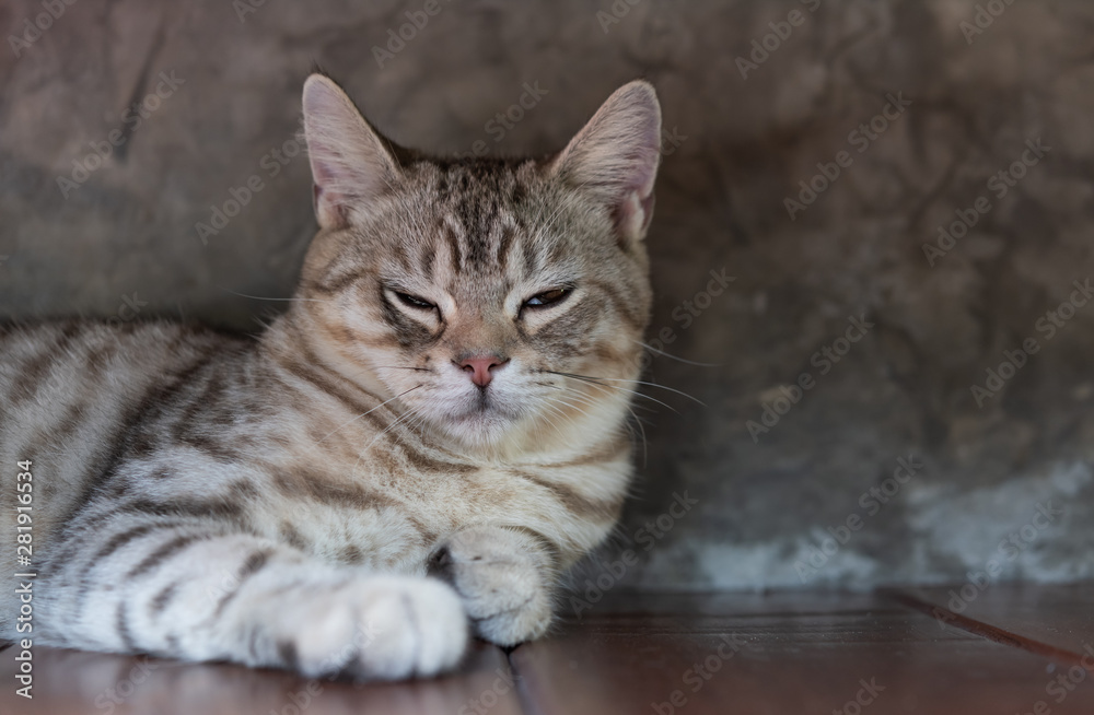 A beautiful tabby cat sleep on wooden floor with cement wall backgound
