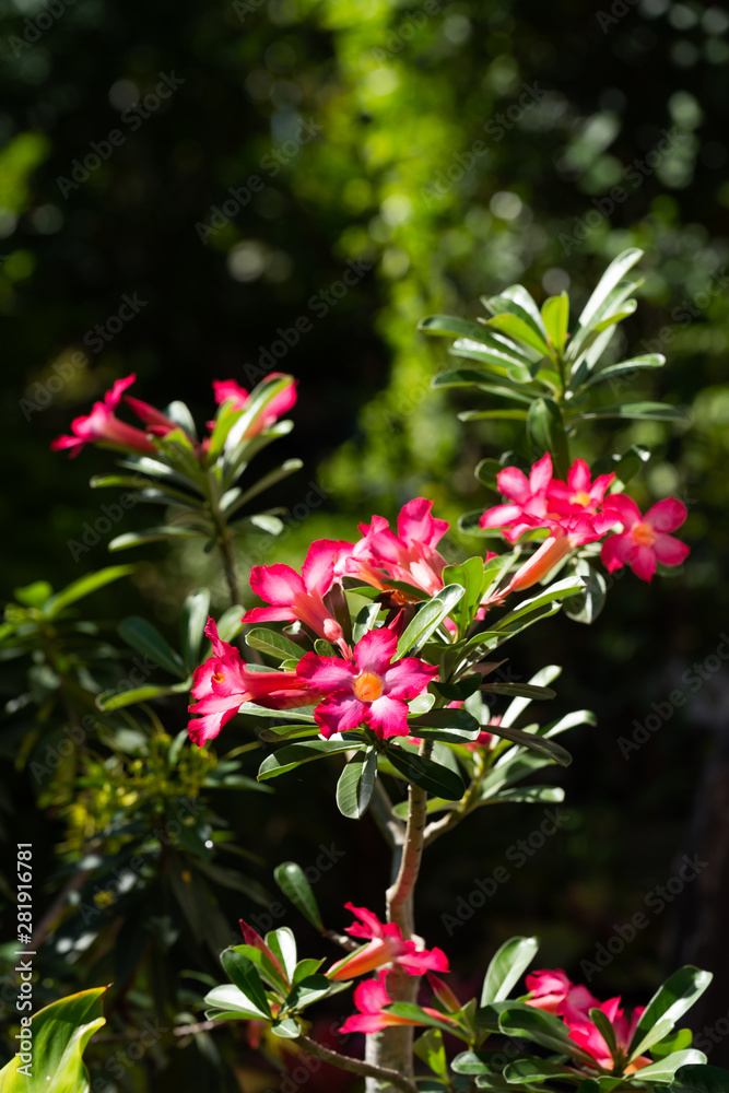 Beautiful pink Azalea flower in garden with green nature blurred background
