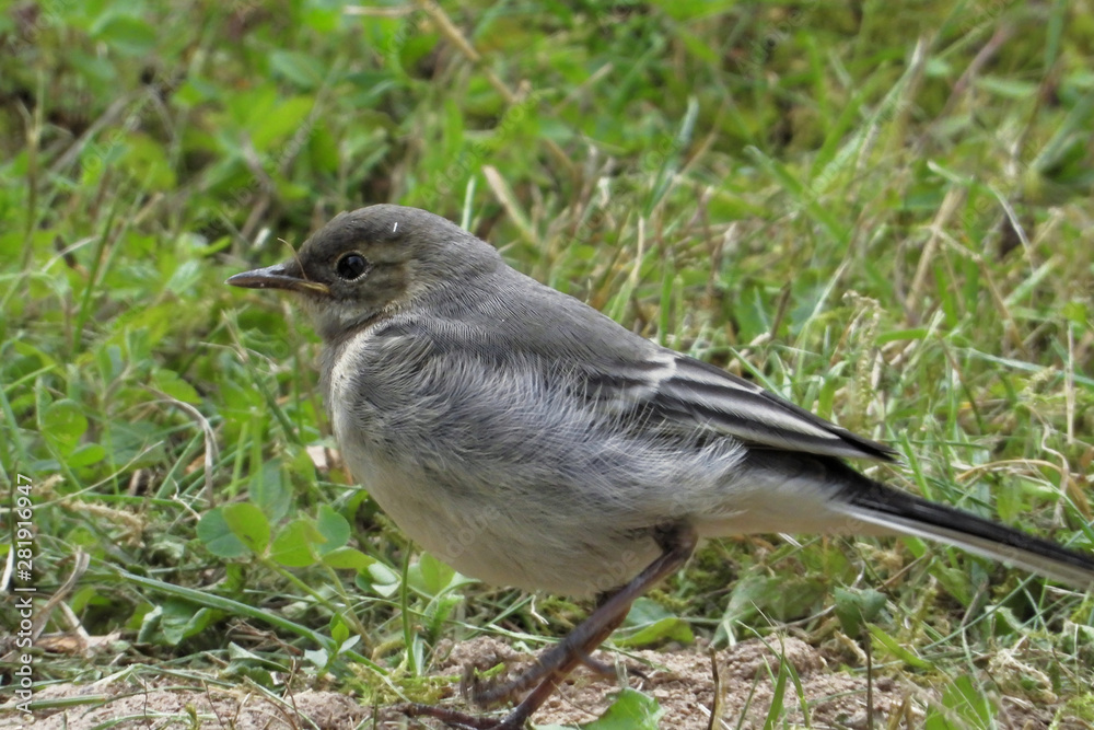 Fototapeta premium A juvenile white wagtail (Motacilla alba).