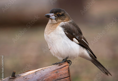 Australian Pied Butcherbird juvenile photo