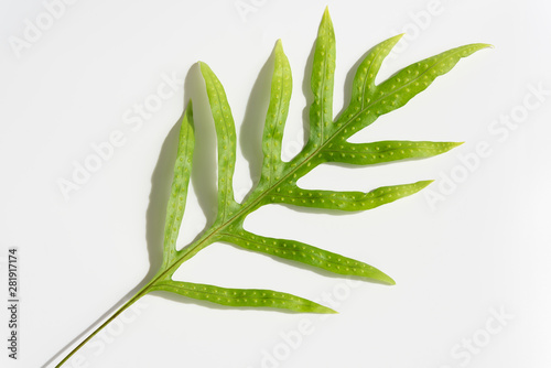 Wart fern leaf,Phymatosorus scolopendria fresh green leaves on white background,top view