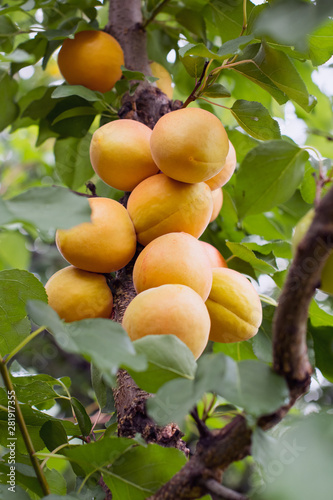 Apricot fruits that ripen in the sun in orchard