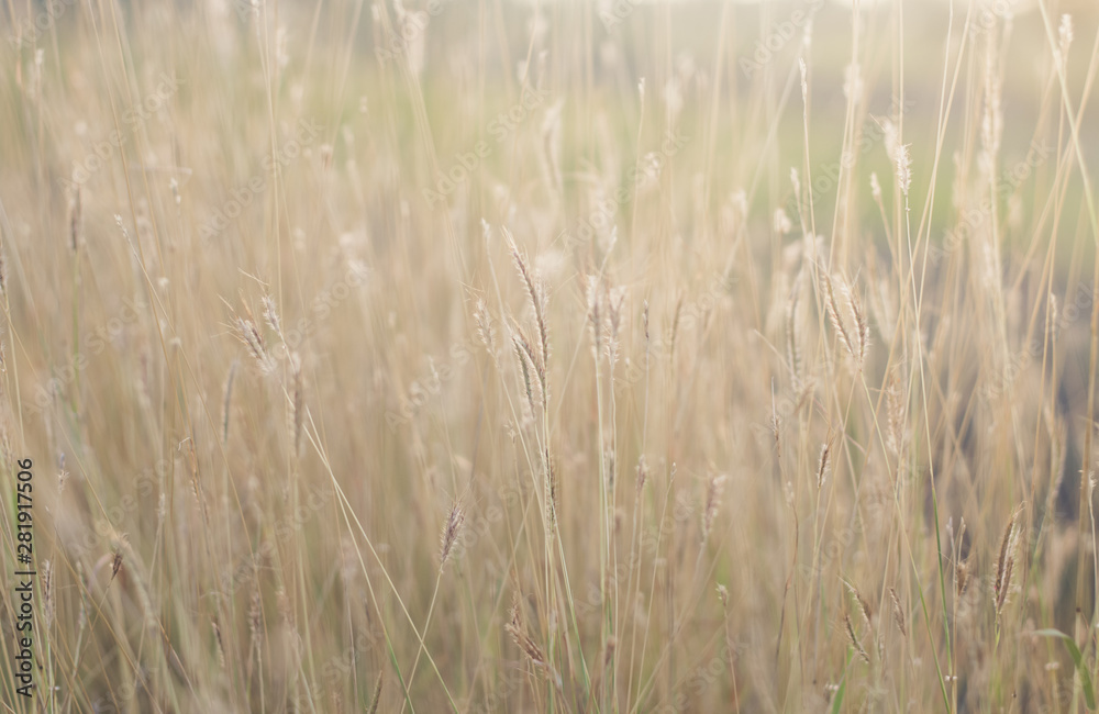 Fototapeta premium field of grass close-up background