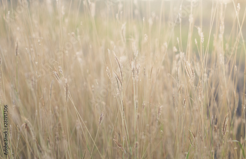 field of grass close-up background