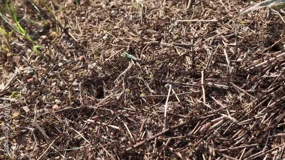 Colony of red ants at work, top view. Colony of red ants at work, top view.