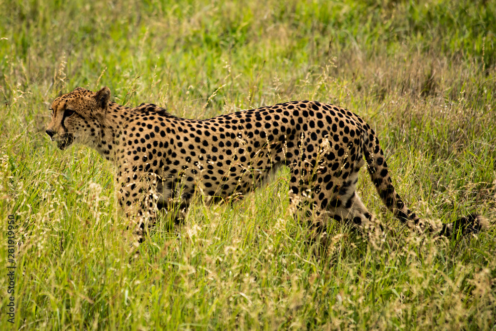 cheetah in grass