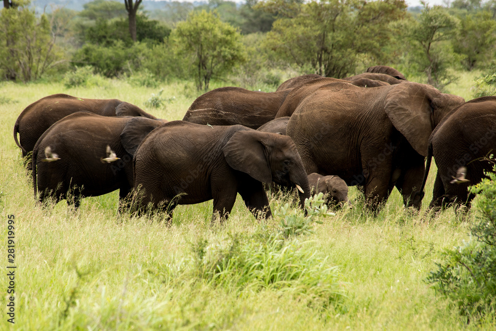 Fototapeta premium elephants in kruger national park
